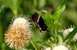 Papilio polyxenes - Black Swallowtail