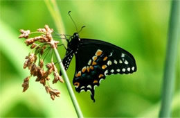 Papilio polyxenes - Black Swallowtail Butterfly