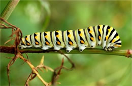 Papilio polyxenes - Black Swallowtail Caterpillar