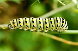 Papilio polyxenes - Black Swallowtail Caterpillar