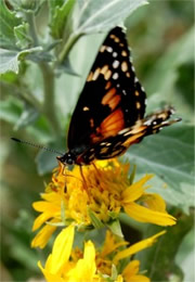 Chlosyne lacinia - Bordered Patch Butterfly