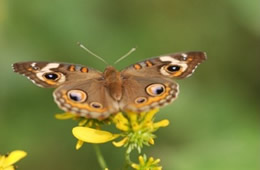 Junonia coenia - common buckeye butterfly