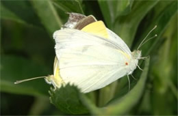 Pieris rapae - Cabbage White Butterflies