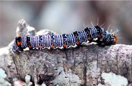 owlet moth caterpillar