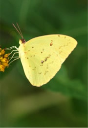 cloudless sulpur butterfly