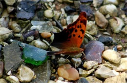 Polygonia comma - Eastern Comma Butterfly