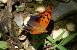 Polygonia comma - Eastern Comma Butterfly