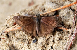Erynnis - Duskywing Skipper Butterfly