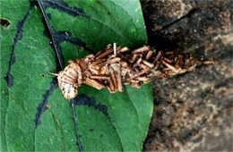 Thyridopteryx ephemeraeformis - Evergreen Bagworm Moth Caterpillar