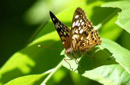 Asterocampa celtis - Hackberry Emperor Butterfly