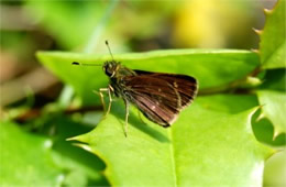 Pompeius verna - little glassywing skipper butterfly