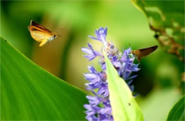 Pontederia cordata - Pickerelweed with Least Skippers