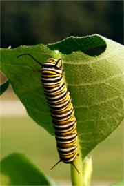 Danaus plexippus - Monarch Caterpillar on Milkweed (host plant)