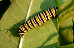 Danaus plexippus - Monarch Caterpillar