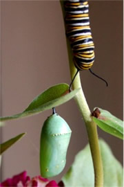 Danaus plexippus - Monarch Pupa and Caterpillar