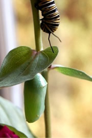 Danaus plexippus - Monarch Pupa and Caterpillar