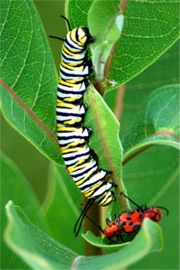 Danaus plexippus - Monarch Caterpillar on Milkweed (host plant)