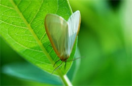 Cycnia tenera - Delicate Cycnia (Moth)