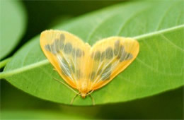 Eubaphe mendica - The Beggar (Moth)