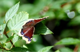 Nymphalis antiopa - Mourning Cloak Butterfly