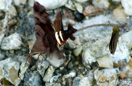 Amphion floridensis - Nessus Sphinx Moth