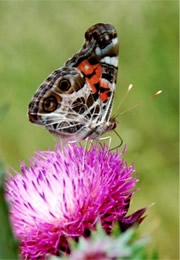 Vanessa virginiensis - Painted Lady Butterfly