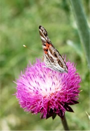 Vanessa virginiensis - Painted Lady Butterfly