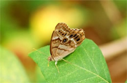 pearly-eye buttefly