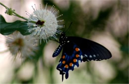 Battus philenor - Pipevine Swallowtail