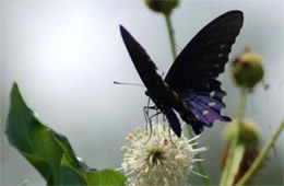 Battus philenor - Pipevine Swallowtail