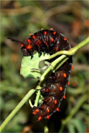 Battus philenor - Pipevine Swallowtail Caterpillar (Brown Captive Morph)