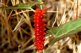 Battus philenor - Pipevine Swallowtail Caterpillar