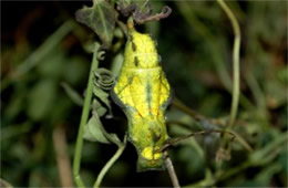 Battus philenor - Pipevine Swallowtail Pupa (Green and Yellow Captive Morph)