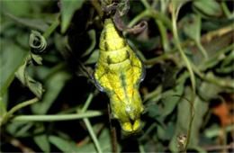 Battus philenor - Pipevine Swallowtail Pupa (Green and Yellow Captive Morph)