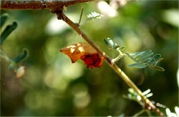 Battus philenor - Pipevine Swallowtail Pupa