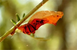 Battus philenor - Pipevine Swallowtail Pupa