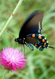 Battus philenor - Pipevine Swallowtail Butterfly