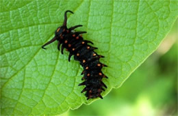 pipevine swallowtail caterpillar