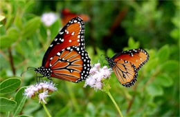 Danaus gilippus - Queen Butterflies