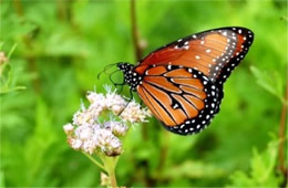 Danaus gilippus - Queen Butterfly