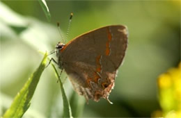 red-banded hairstreak butterfly