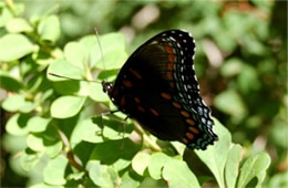 Limenitis arthemis astyanax - Red-Spotted Purple Butterfly