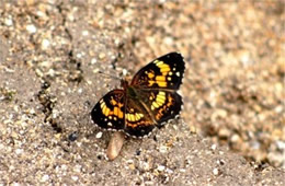Chlosyne nycteis - Silvery Checkerspot Butterfly