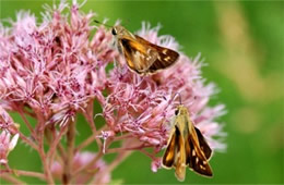 skippers nectaring