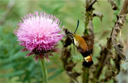 Hemaris diffinis - Snowberry Clearwing Moth
