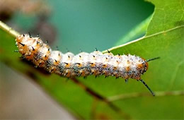 spiny oakworm moth caterpillar