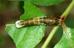 swallowtail caterpillar
