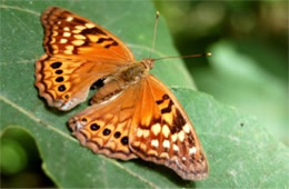 Asterocampa clyton - Tawny Emperor Butterfly