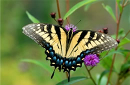 Papilio glaucus - Eastern Tiger Swallowtail