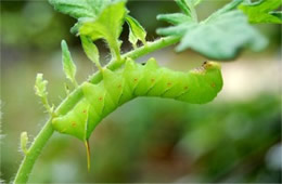 Manduca sexta - Carolina Sphinx Moth Caterpillar